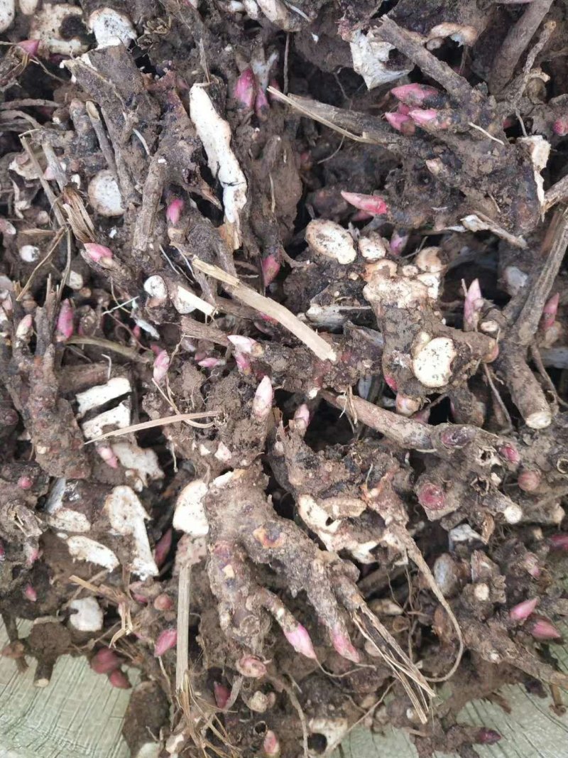 中药根茎类