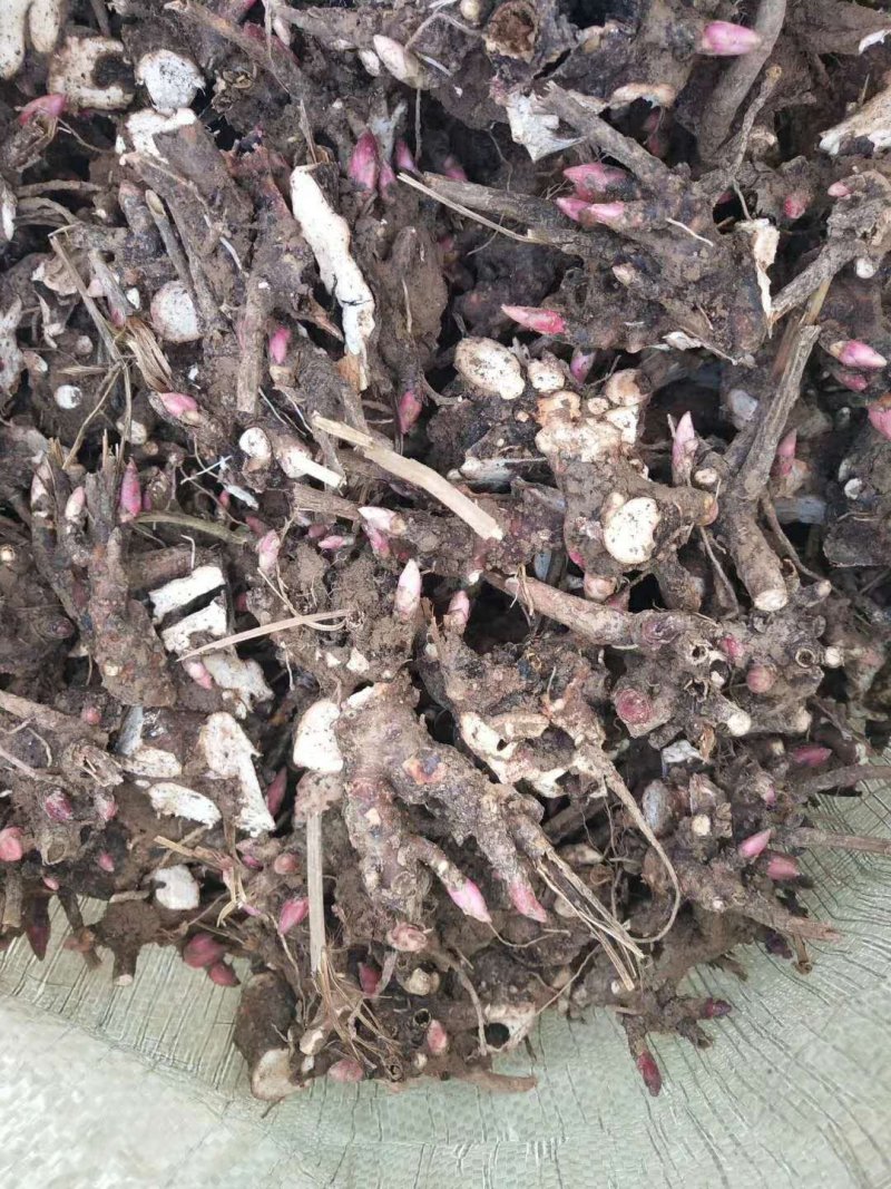 中药根茎类