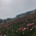 中药根茎类