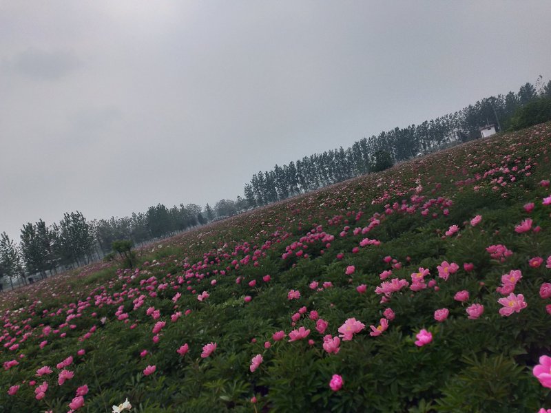 中药根茎类