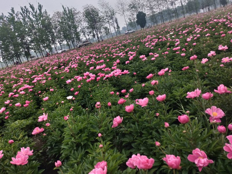 中药根茎类