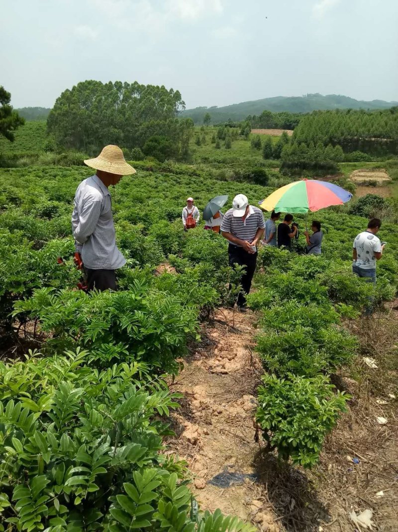 牛大种苗基地直供提供技术指导存活率高欢迎客商咨询