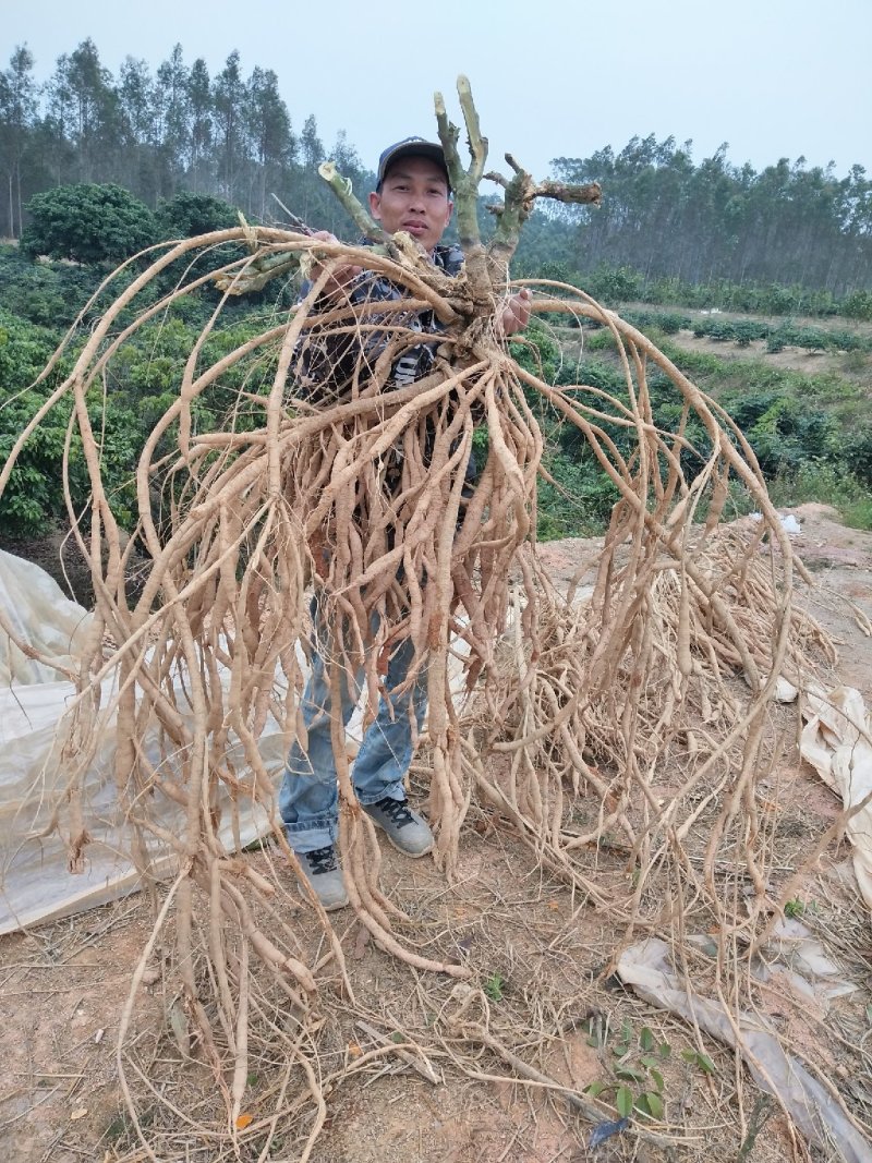 牛大种苗基地直供提供技术指导存活率高欢迎客商咨询