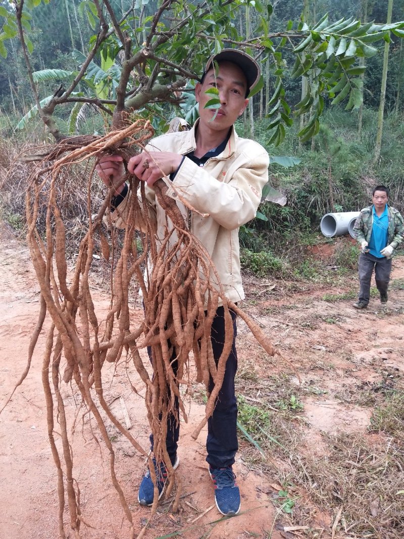 牛大种苗基地直供提供技术指导存活率高欢迎客商咨询