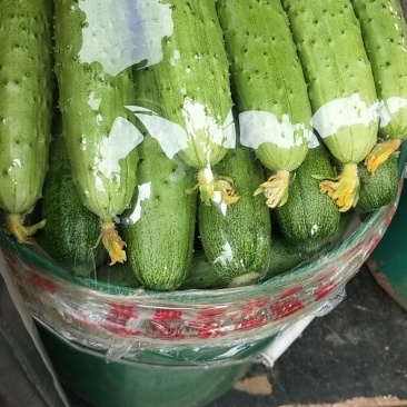 旱黄瓜