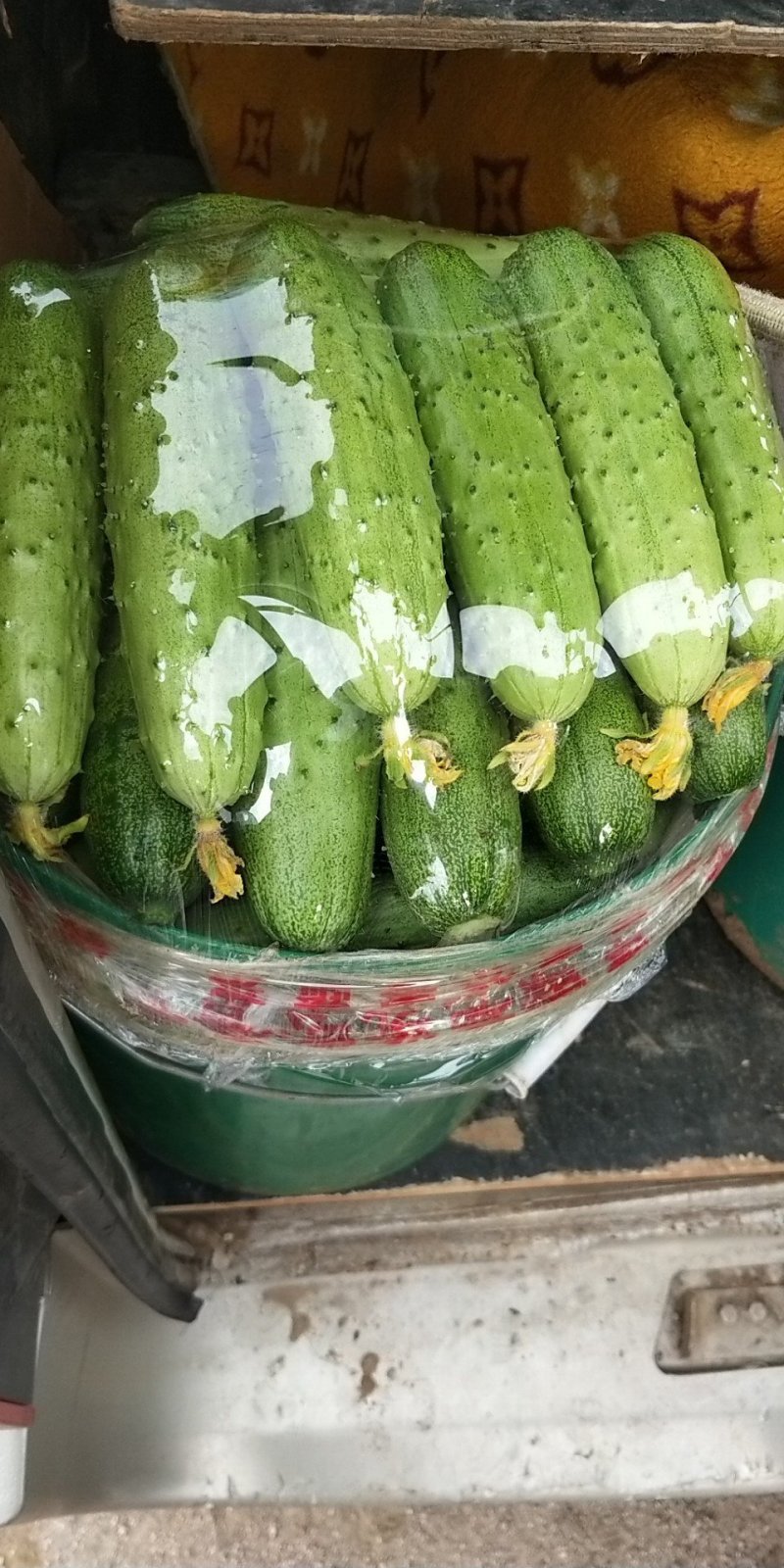 旱黄瓜