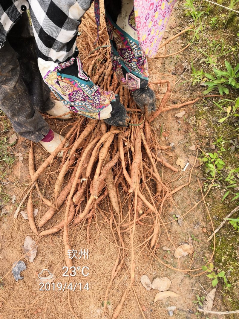 牛大种苗基地直供提供技术指导存活率高欢迎客商咨询