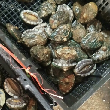 鲍鱼