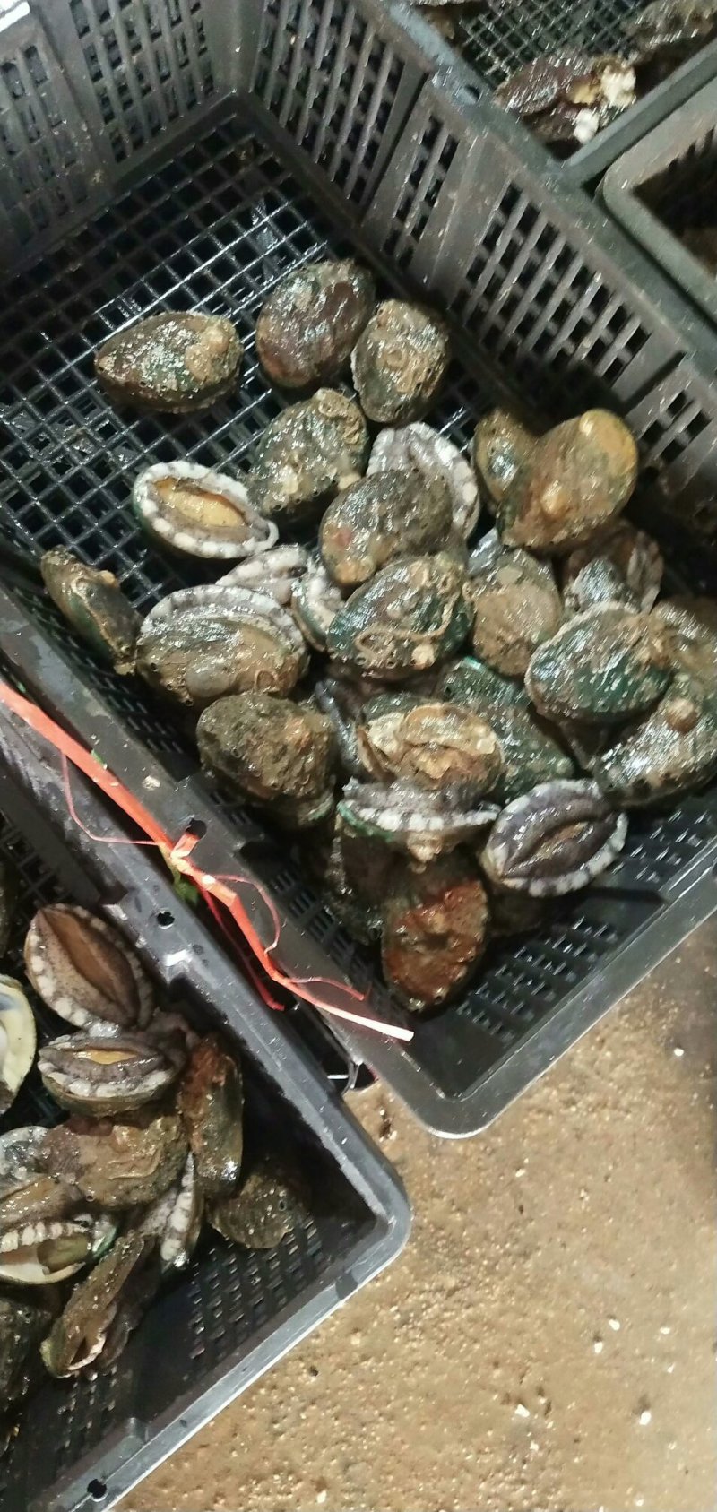 鲍鱼