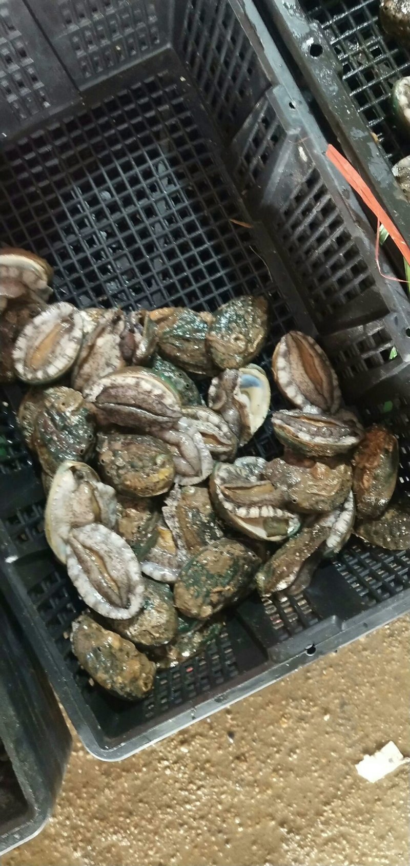 鲍鱼