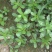 马齿苋野生新鲜3斤长寿菜五行草马蜂菜长命菜野菜马齿苋菜蔬