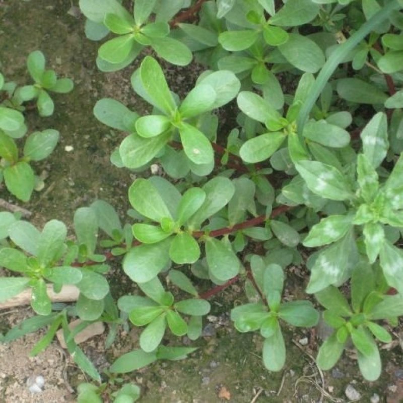 马齿苋野生新鲜3斤长寿菜五行草马蜂菜长命菜野菜马齿苋菜蔬