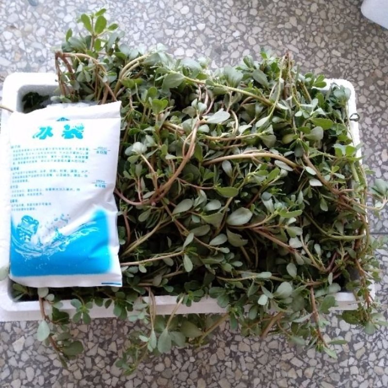 马齿苋野生新鲜3斤长寿菜五行草马蜂菜长命菜野菜马齿苋菜蔬