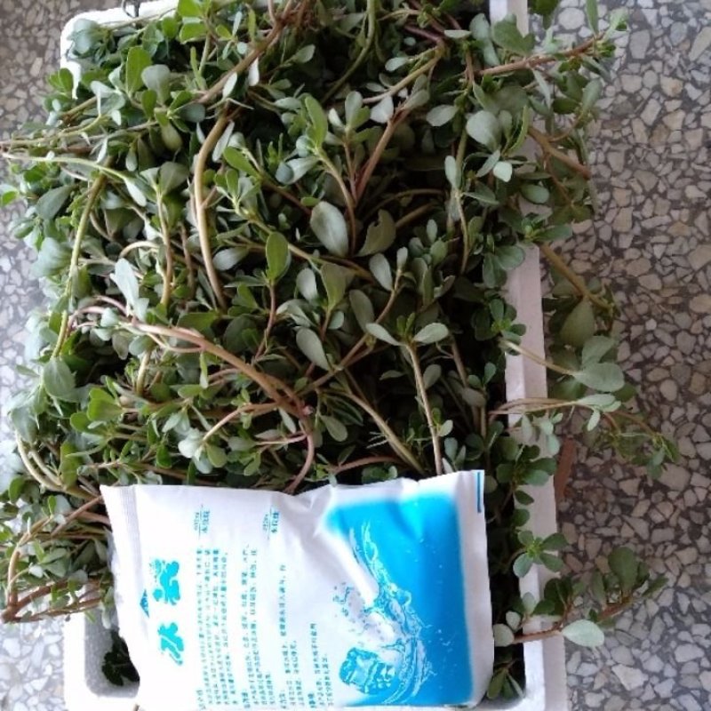 马齿苋野生新鲜3斤长寿菜五行草马蜂菜长命菜野菜马齿苋菜蔬