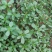 马齿苋野生新鲜3斤长寿菜五行草马蜂菜长命菜野菜马齿苋菜蔬