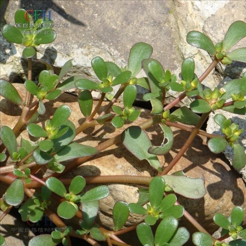 马齿苋野生新鲜3斤长寿菜五行草马蜂菜长命菜野菜马齿苋菜蔬