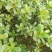 马齿苋野生新鲜3斤长寿菜五行草马蜂菜长命菜野菜马齿苋菜蔬