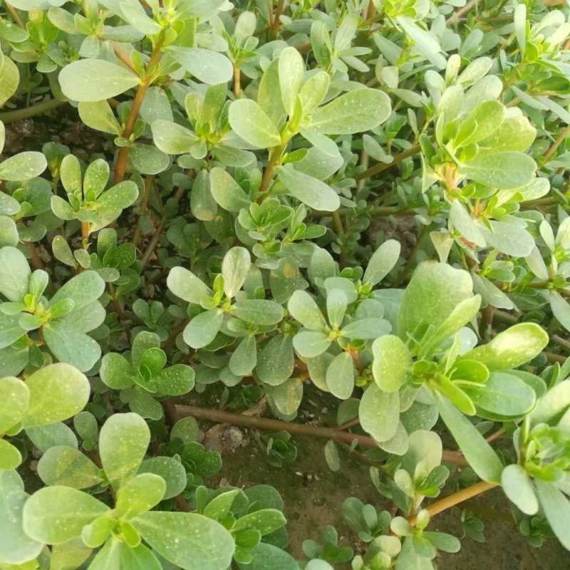 马齿苋野生新鲜3斤长寿菜五行草马蜂菜长命菜野菜马齿苋菜蔬