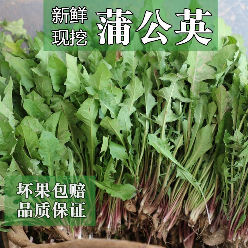 新鲜野生蒲公英婆婆丁野菜整株带根现挖现发150