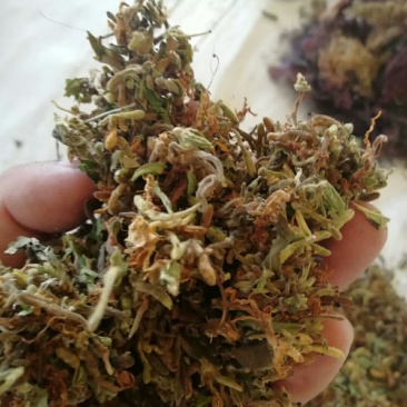 金银花