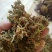 金银花