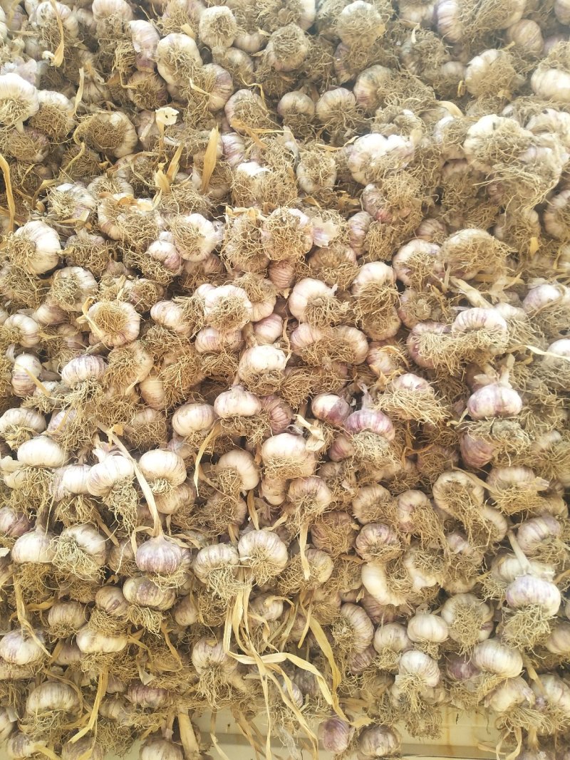 紫红皮大蒜混级