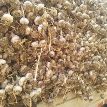 紫红皮大蒜混级