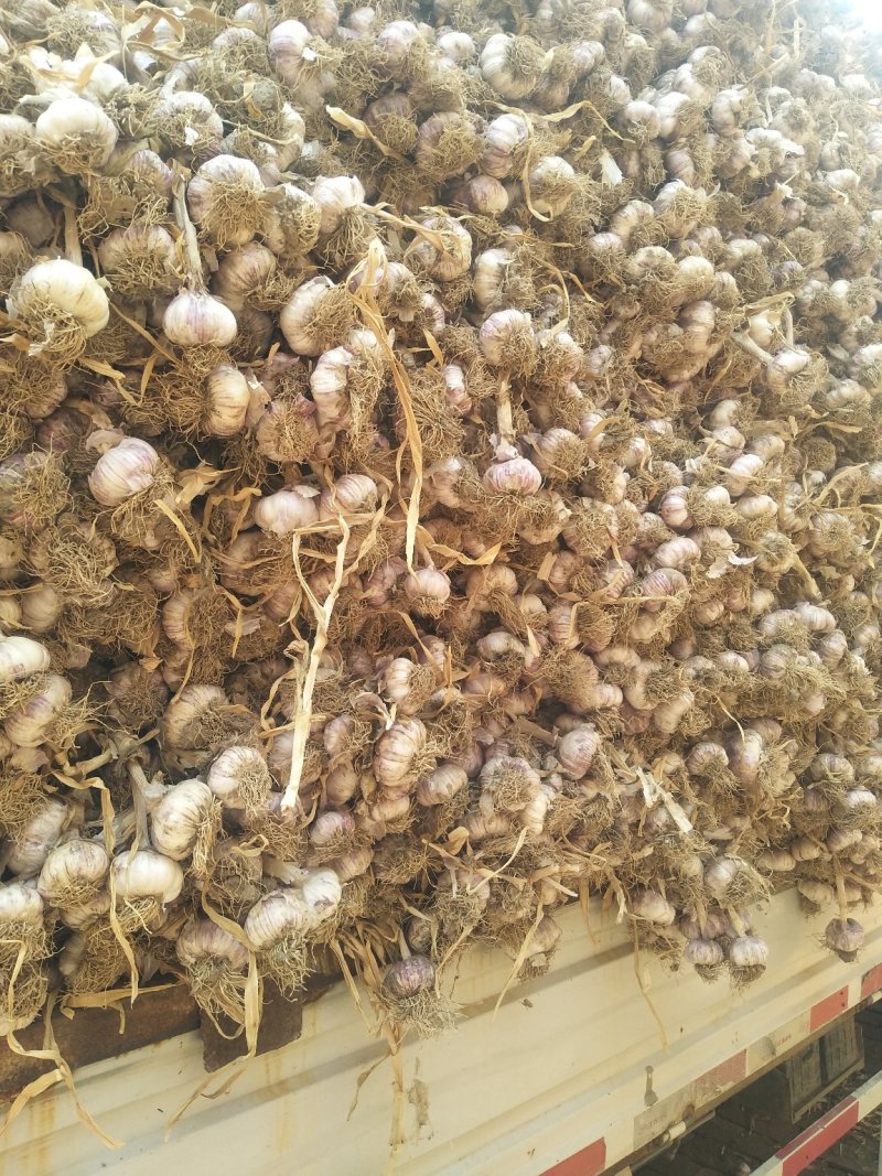 紫红皮大蒜混级