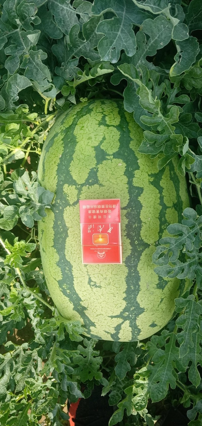 大量红壤金城五上市