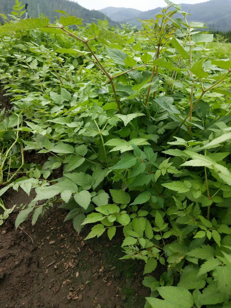 刺龙芽苗刺龙牙种苗长势好品种好机械化起苗损伤小