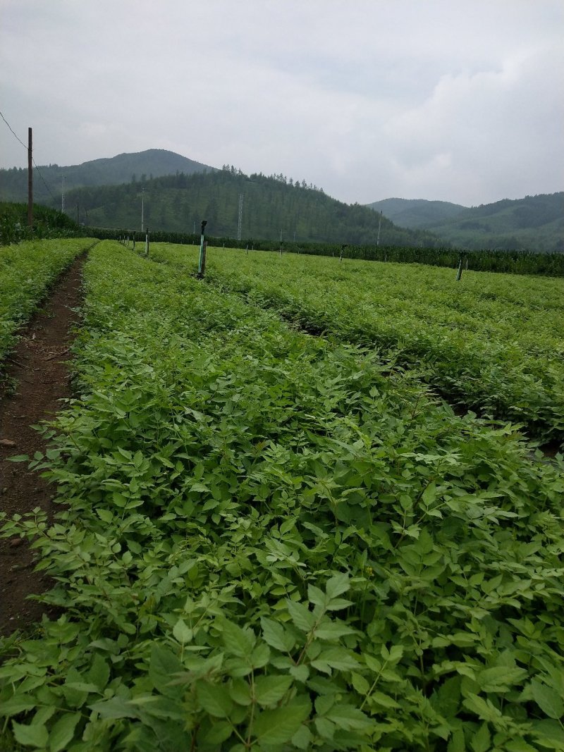 刺龙芽苗刺龙牙种苗长势好品种好机械化起苗损伤小