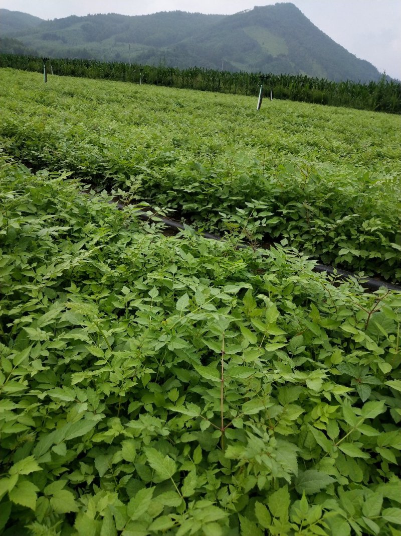 刺龙芽苗刺龙牙种苗长势好品种好机械化起苗损伤小