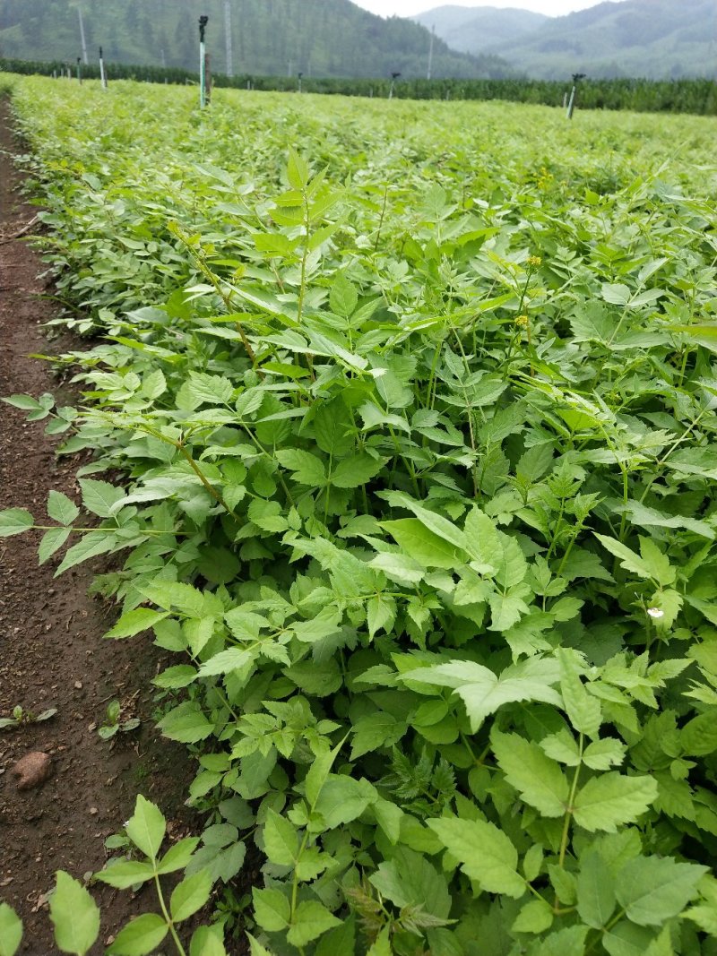 刺龙芽苗刺龙牙种苗长势好品种好机械化起苗损伤小