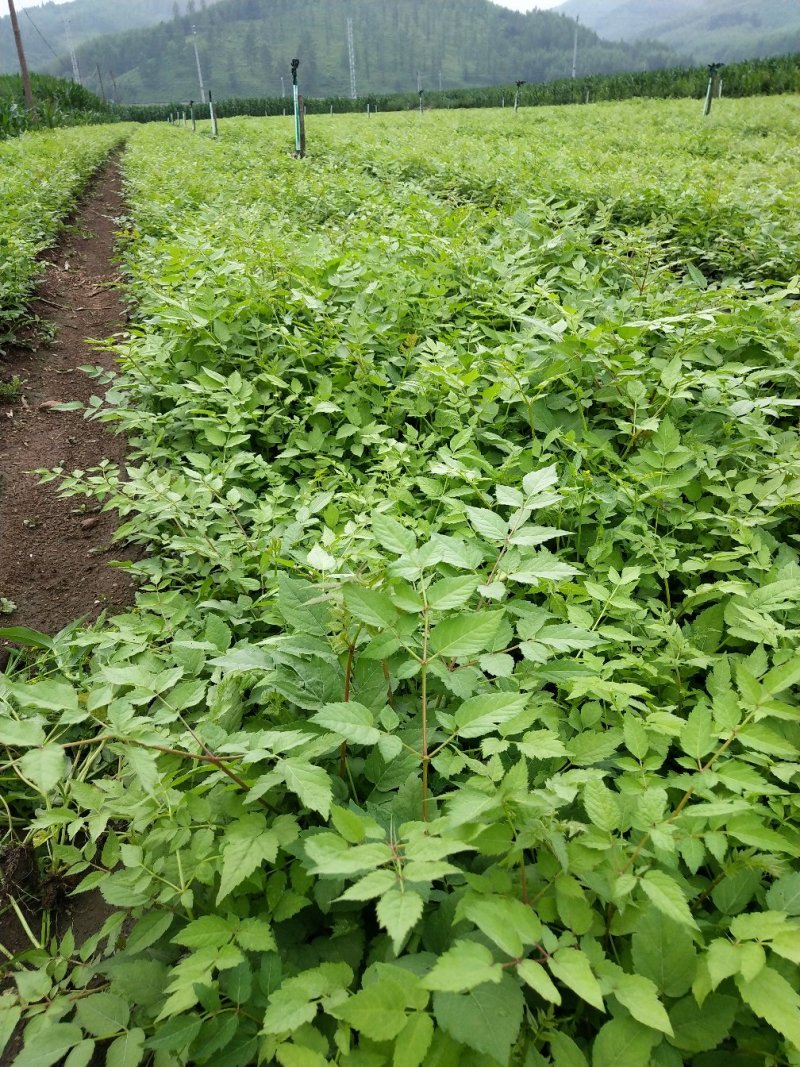 刺龙芽苗刺龙牙种苗长势好品种好机械化起苗损伤小