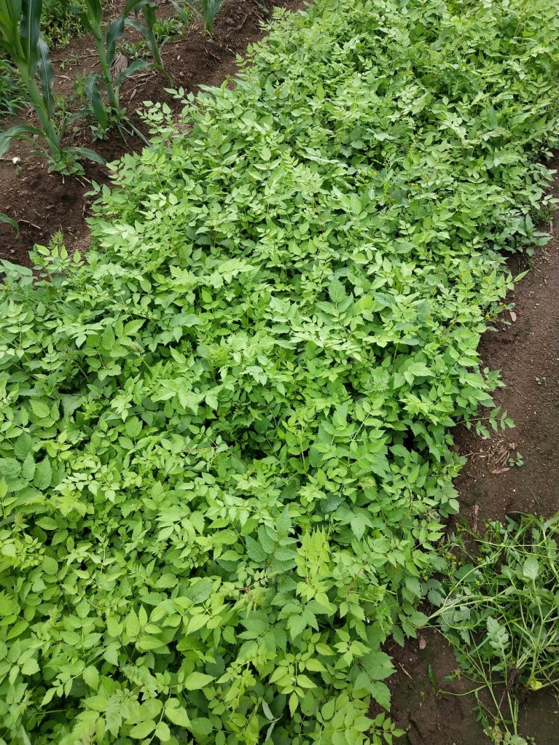 刺龙芽苗刺龙牙种苗长势好品种好机械化起苗损伤小