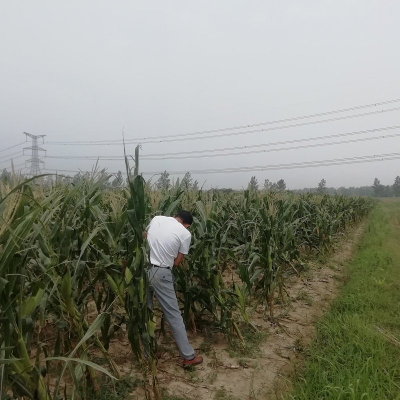 甜糯玉米