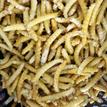大量供应速冻豆虫，保证质量，个大黄多，单冻包鲜