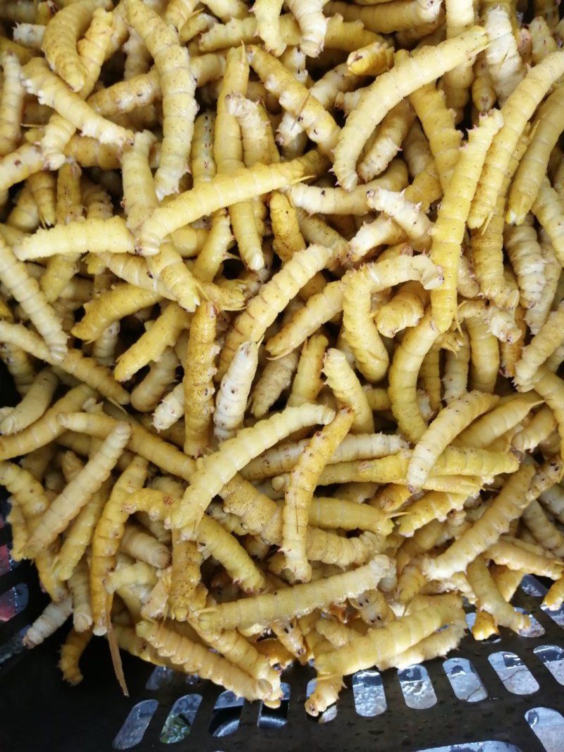 大量供应速冻豆虫，保证质量，个大黄多，单冻包鲜
