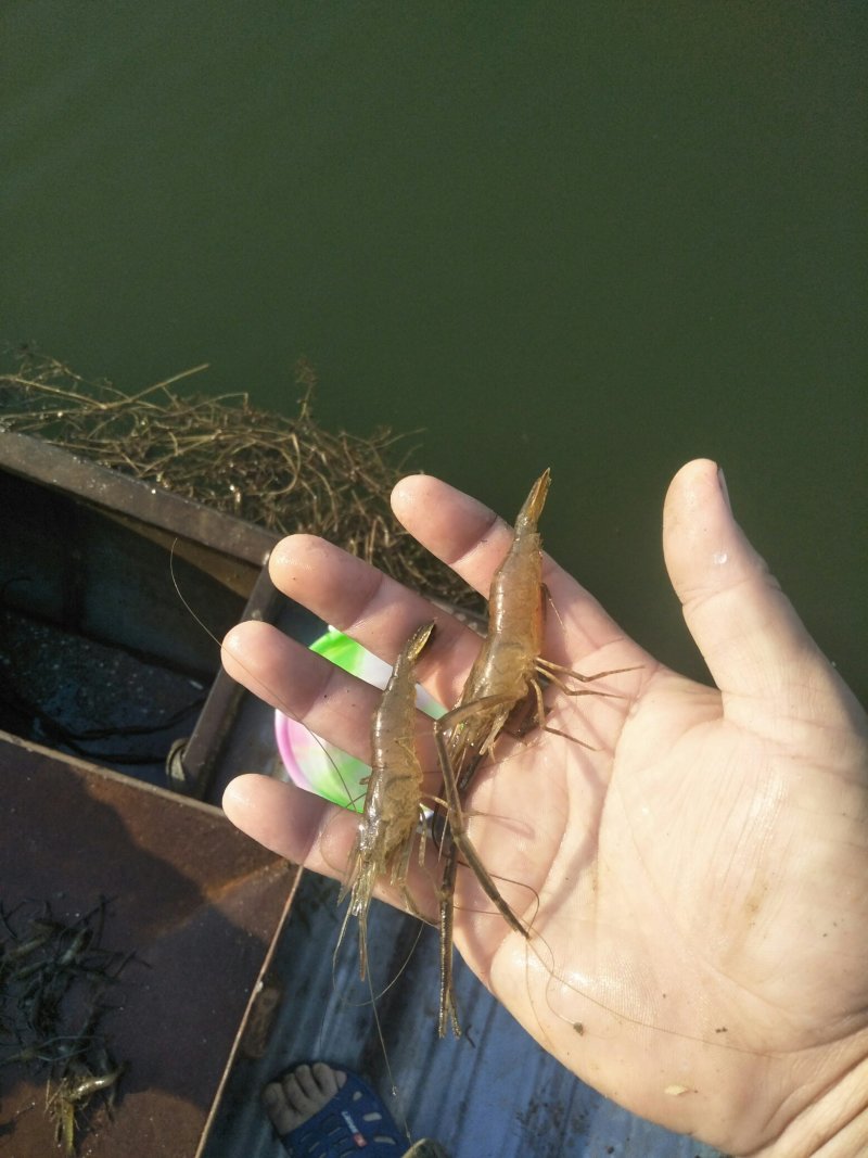 活河虾、冰鲜虾都有，也可长年供货。
