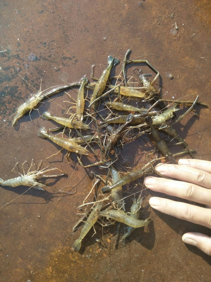 活河虾、冰鲜虾都有，也可长年供货。