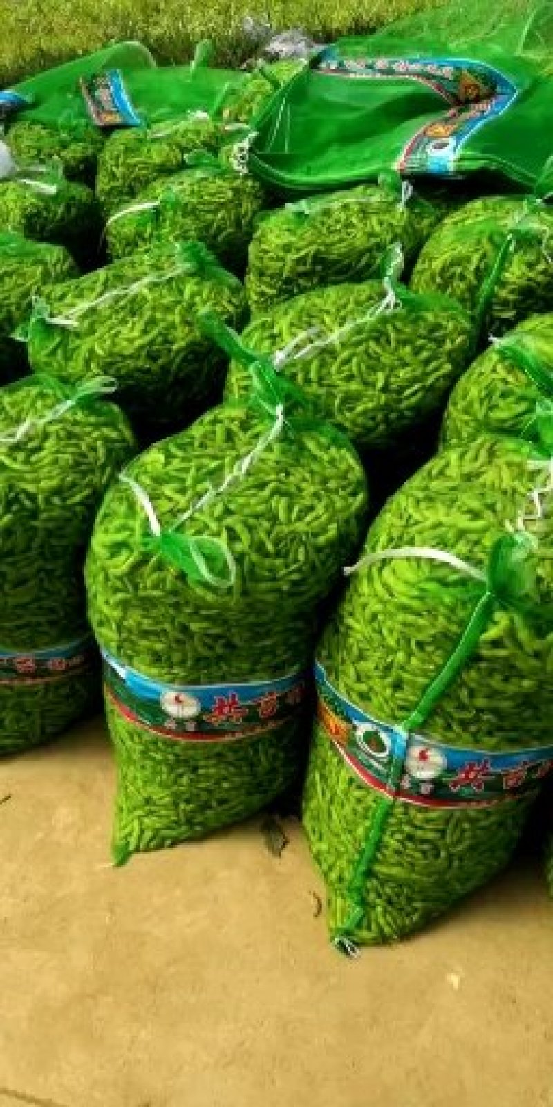 阜阳翠绿宝毛豆产地值供鲜食毛豆大量上市水洗打冷一条龙