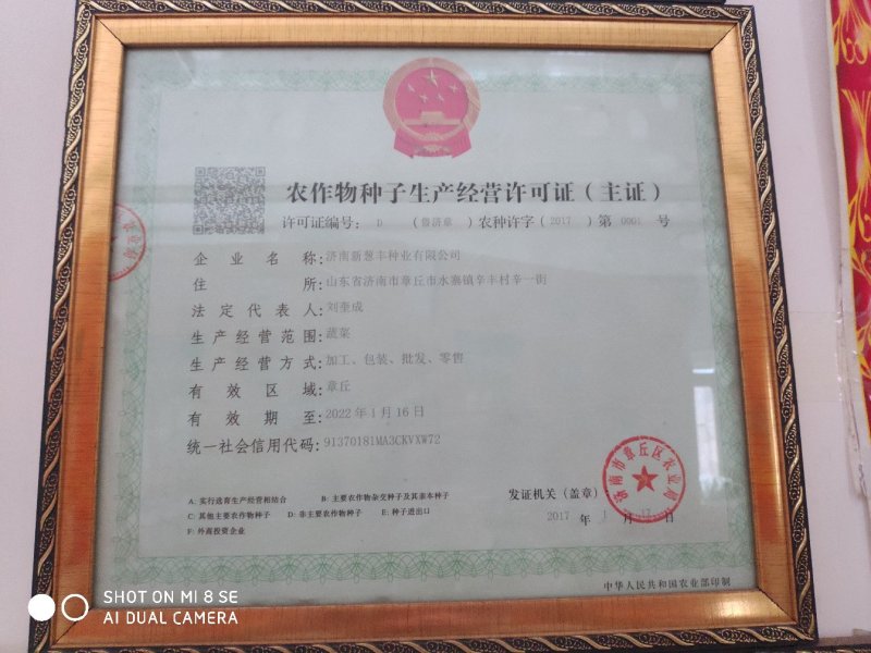 【牛商推荐】精品章丘长白大葱葱种，白高状元公司直供