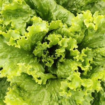 基地大量散叶生菜供应