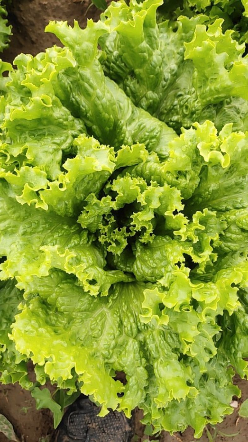 基地大量散叶生菜供应