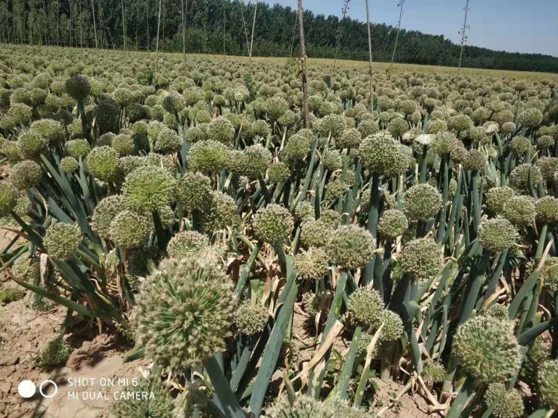 【牛商推荐】精品章丘长白大葱葱种，白高状元公司直供