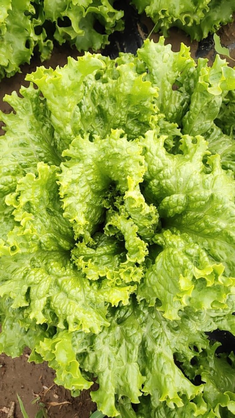 基地大量散叶生菜供应