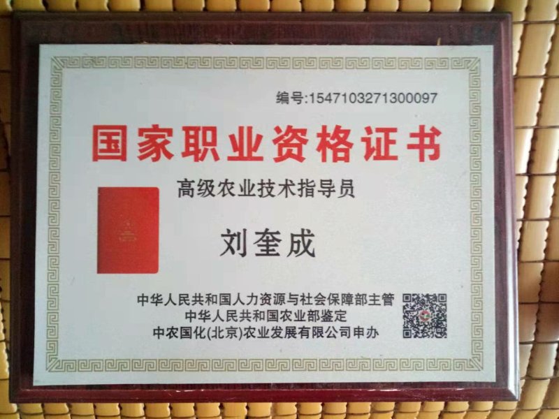【牛商推荐】精品章丘长白大葱葱种，白高状元公司直供