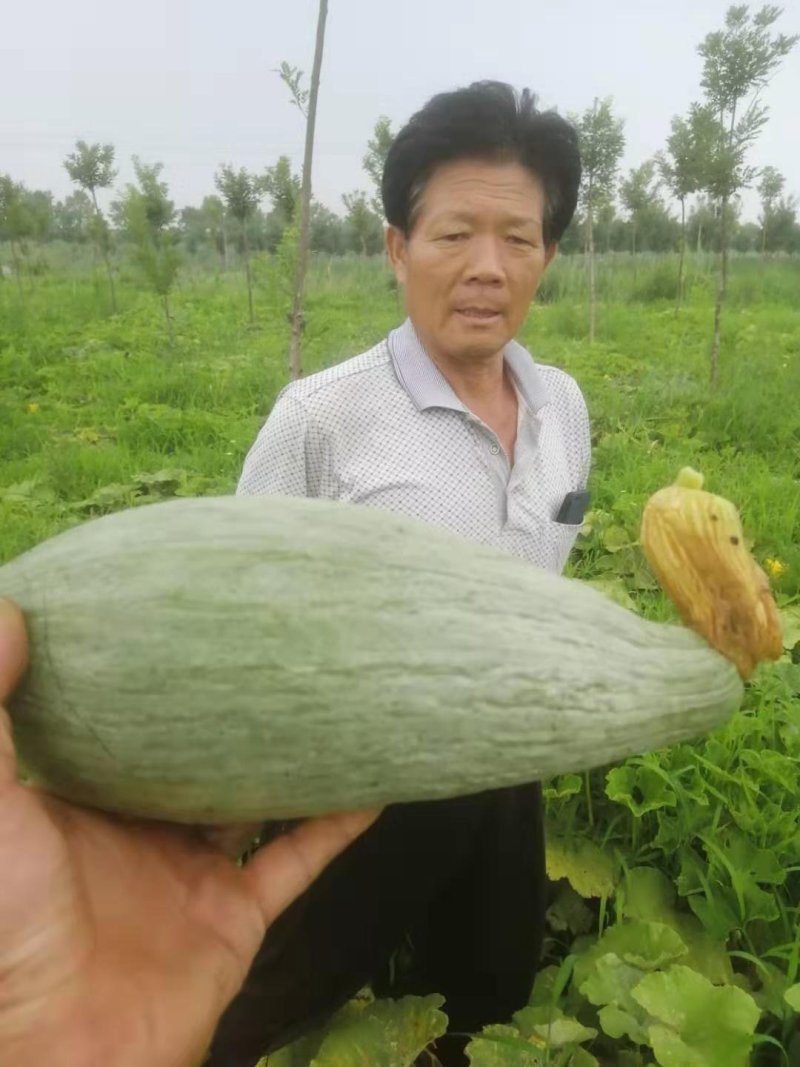 贵族南瓜。