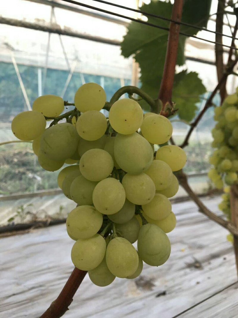 醉金香葡萄