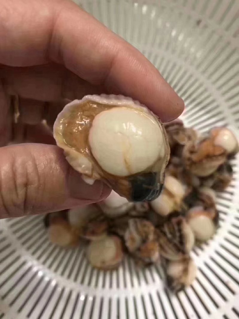 白扇贝螺肉